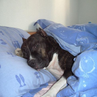 Photo #126499 de Tyson