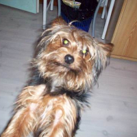 Photo #126631 de Diabolo