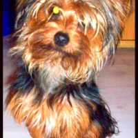 Photo #126637 de Diabolo
