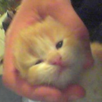 Photo #126919 de Pepita