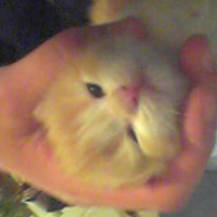 Photo #126925 de Pepita