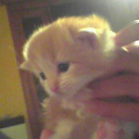 Photo #126931 de Pepita