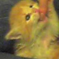 Photo #126937 de Pepita