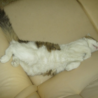 Photo #127033 de Libertin