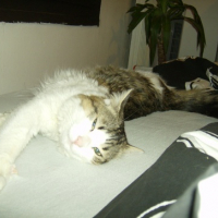 Photo #127039 de Libertin