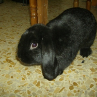 Photo #127075 de Schnapi