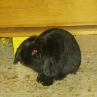 Photo #127081 de Schnapi