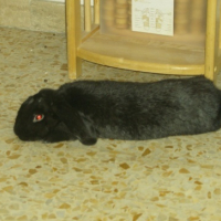 Photo #127087 de Schnapi