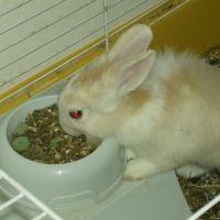 Photo #127255 de Nesquick