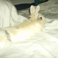 Photo #127261 de Nesquick