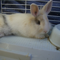 Photo #127267 de Nesquick