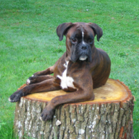 Photo #127279 de Bacchus