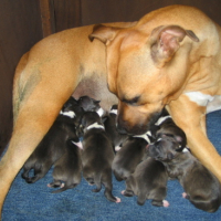 Photo #127447 de Askia