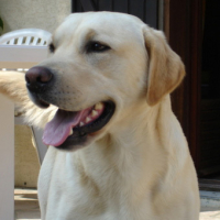 Photo #127531 de Yamoura