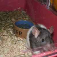 Photo #127657 de Isis