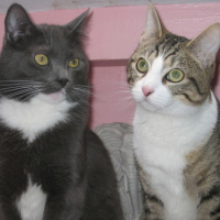 Photo #128173 de Kiwi