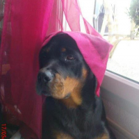 Photo #128395 de Cheitan