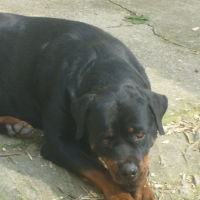 Photo #128563 de Cheitan
