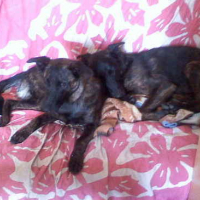 Photo #128935 de Spike