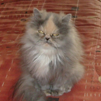 Photo #129175 de Vanille