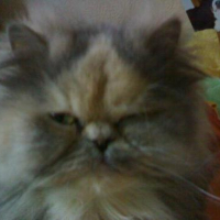 Photo #129181 de Vanille