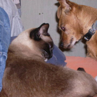 Photo #129817 de Friskette
