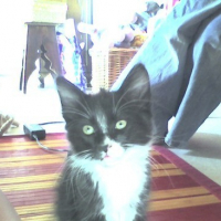 Photo #130231 de Zelda 