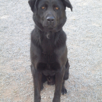 Photo #130279 de Diesel