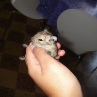 Photo #130327 de Katoka