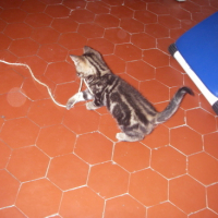 Photo #130369 de Milka