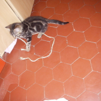 Photo #130375 de Milka