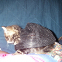 Photo #130381 de Milka