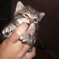 Photo #130411 de Milka