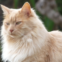 Photo #130609 de Peanut