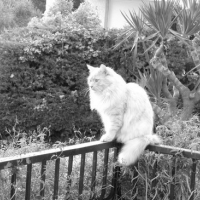 Photo #130615 de Peanut