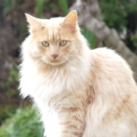 Photo #130621 de Peanut