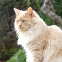 Photo #130633 de Peanut