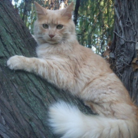 Photo #130639 de Peanut