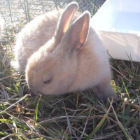 Photo #130651 de Noisette