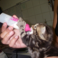 Photo #130705 de Milka