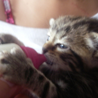 Photo #130711 de Milka