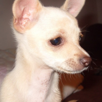 Photo #130789 de Daïa