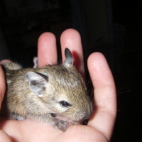 Photo #130874 de Katoka
