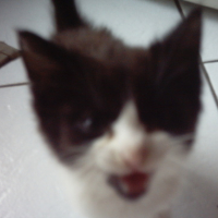 Photo #131131 de Ninja
