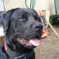 Photo #131239 de Black