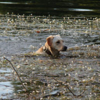Photo #131335 de Bijou