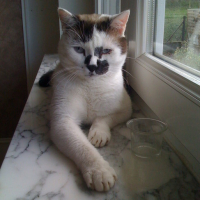 Photo #131461 de Mimice