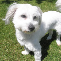 Photo #131641 de Vanille