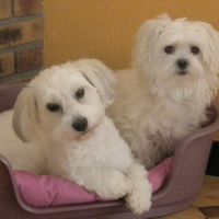 Photo #131665 de Vanille