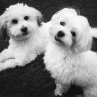 Photo #131671 de Vanille